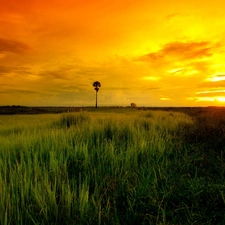 grass, Palm, sun, field, west