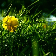 grass, Yellow, pansy