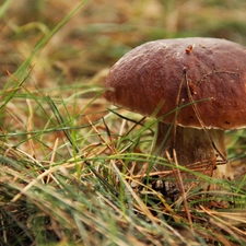 Mushrooms, boletus, grass, Real mushroom