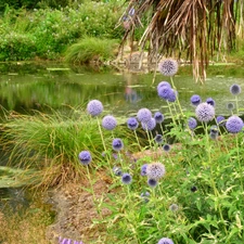 River, Thistles, grass, Bush