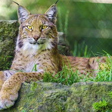 grass, Lynx, Rocks