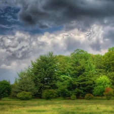 grass, Sapling, Sky, Green, cloudy