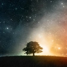 millions, dark, grass, sapling, Stars, Sky