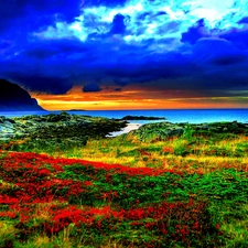 Sky, Flowers, grass, water