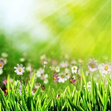 rays of the Sun, Cosmos, grass