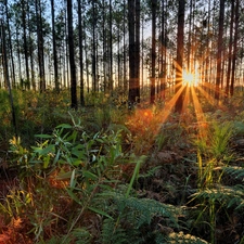 fern, trees, rays, viewes, forest, grass, sun