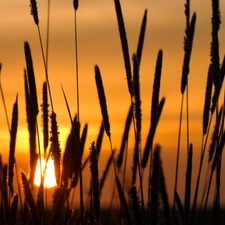 grass, west, sun