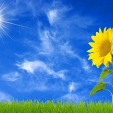 grass, Sky, Sunflower