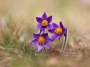 pasque, grass, Three, purple, Flowers