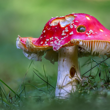 blur, grass, toadstool, rapprochement, Mushrooms