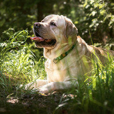 dog, grass, Tounge, Labrador Retriever