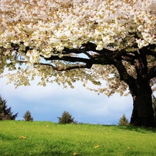 grass, flourishing, trees