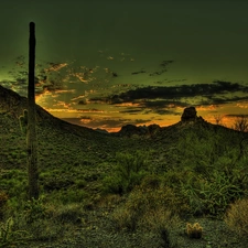 west, Cactus, grass, sun