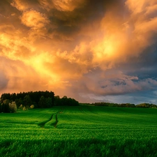 west, field, grass, sun