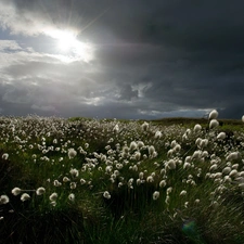 west, Meadow, grass, sun