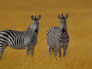grass, Two, zebra