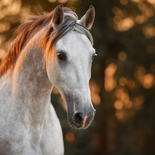 gray, Horse