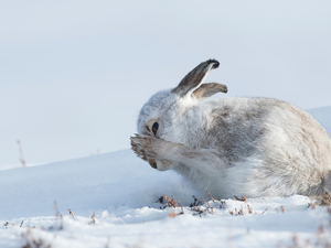 snow, white and gray, Wild Rabbit