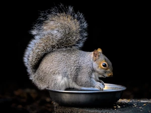 squirrel, bowl, food, Gray