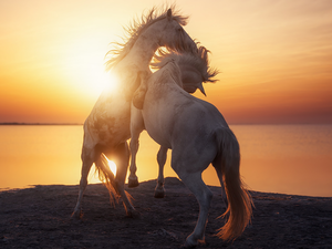 Two cars, sea, Great Sunsets, bloodstock