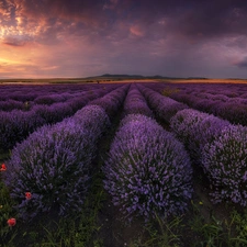 Bulgaria, lavender, Great Sunsets, Field