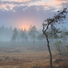 Fog, forest, Great Sunsets