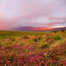 The Hills, Meadow, Great Rainbows