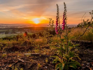 Purple Foxglove, Landscape Park Teutoburg Forest, Valley, Flowers, Germany, Great Sunsets, country