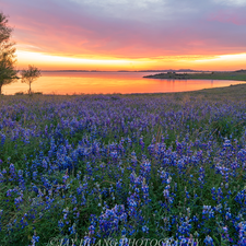 viewes, lake, lupine, Great Sunsets, Meadow, trees