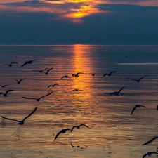 sea, gulls, Great Sunsets, birds