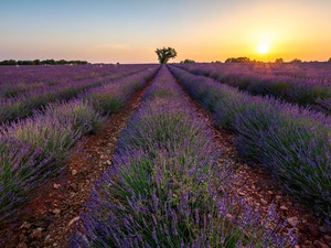 lavender, Great Sunsets, trees, plantation