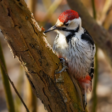 Great Woodpecker, trees