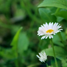 green, Flowers, daisies