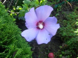 Violet, The surrounding, green, Colourfull Flowers