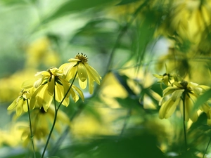 Flowers, Green-headed Coneflower, Yellow