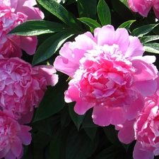 Leaf, Peonies, green ones