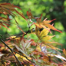 Leaf, red, green ones