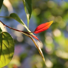 green ones, Leaf