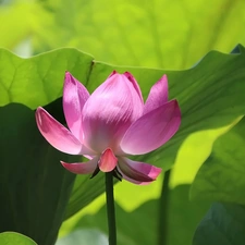 Colourfull Flowers, Leaf, green ones, lotus