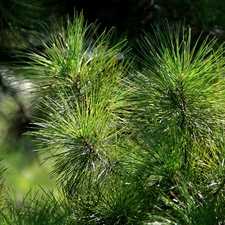 needle, pine, green ones