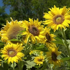 leaves, Nice sunflowers, green ones