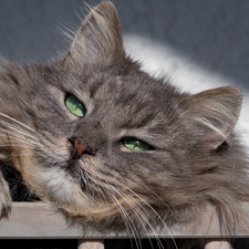 cat, green ones, Eyes, Longhaired