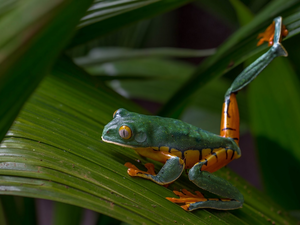 Leaf, Green-orange, strange frog