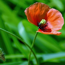 background, red weed, green ones