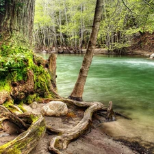 green, forest, River