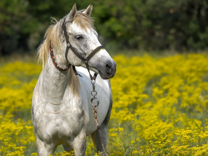 Horse, bridle, Meadow, grizzle