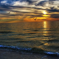 gulls, sea, Waves