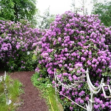 purple, fancy, hand-rail, Rhododendrons