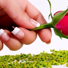 hand, Pink, rose