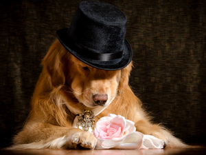 dog, Hat, rose, Golden Retriever